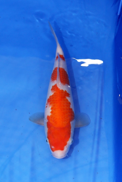 兄弟錦鯉場---紅白26cm-(2).jpg