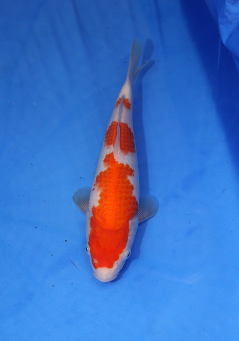 兄弟錦鯉場---紅白26cm-(2)-1.jpg