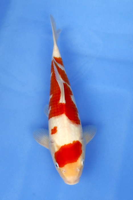 1)-鯉池苑---二段紅白35cm.jpg