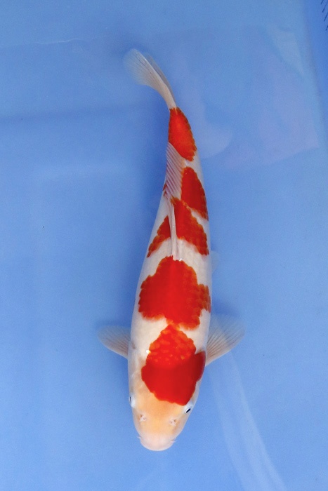 2)-鯉池苑--四段紅白36cm.jpg