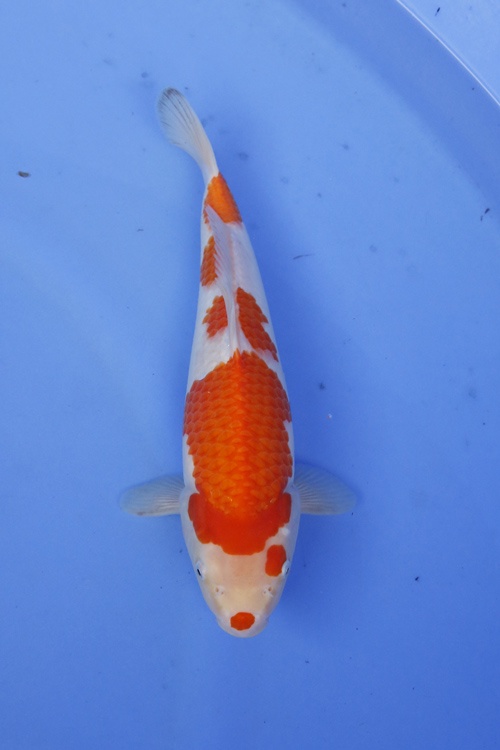 4)-元大錦鯉園----紅白(口紅)--34cm.jpg