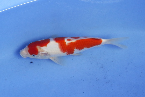 1)-佳河錦鯉園----紅白-當歲二段-20cm-(台產EC紅白)-1.jpg