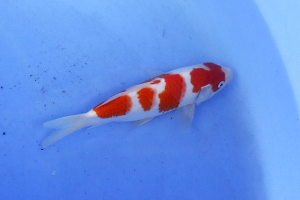 1)-佳河錦鯉園----紅白-當歲二段-20cm-(台產EC紅白)-2.jpg