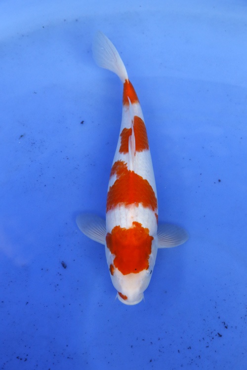 4)-佳河錦鯉園----紅白-二歲-口紅四段-38cm.jpg