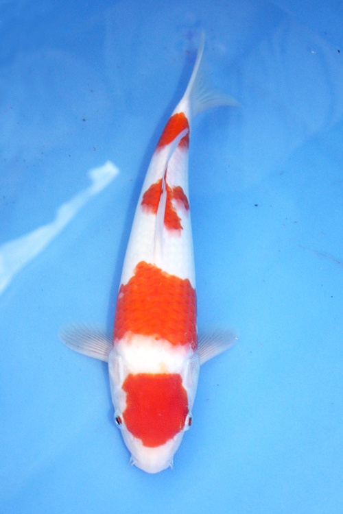 4)-愛鯉家銘鯉苑----紅白-31cm-公.jpg