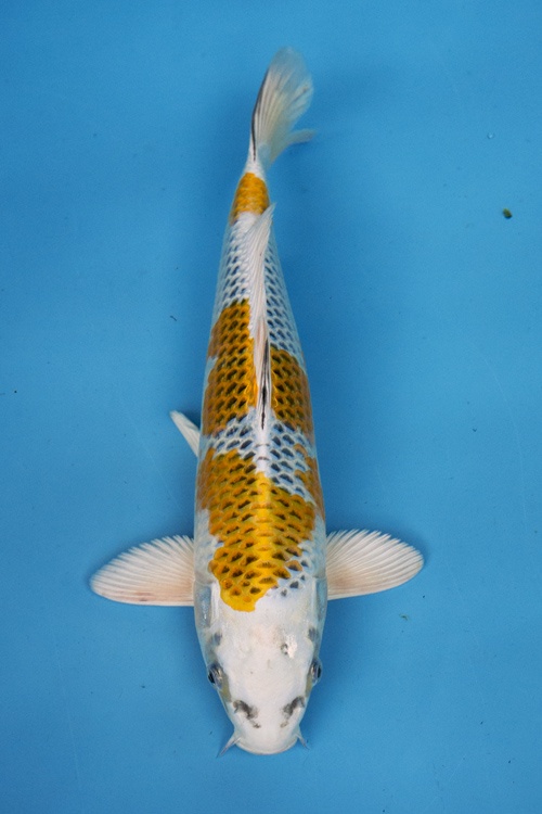 1)-李永華專業錦鯉場----孔雀37cm.jpg