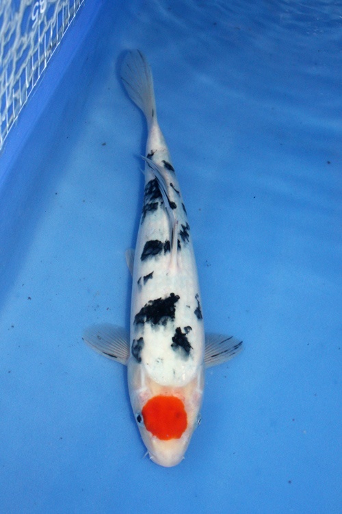 9)-愛鯉家銘鯉苑----丹頂三色-33cm-母.jpg