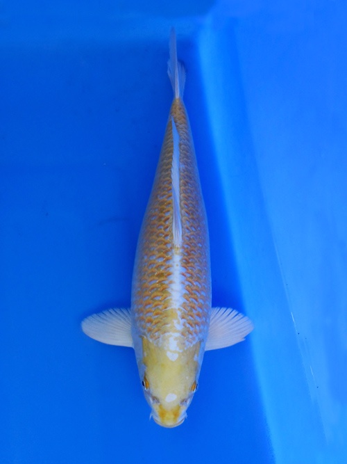 12)-愛鯉家銘鯉苑-----貼分-48cm-公.jpg