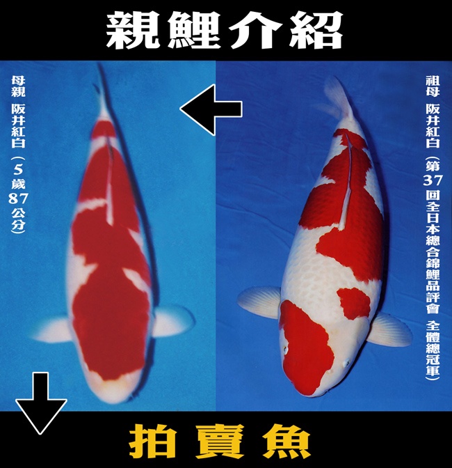 親魚介紹.jpg