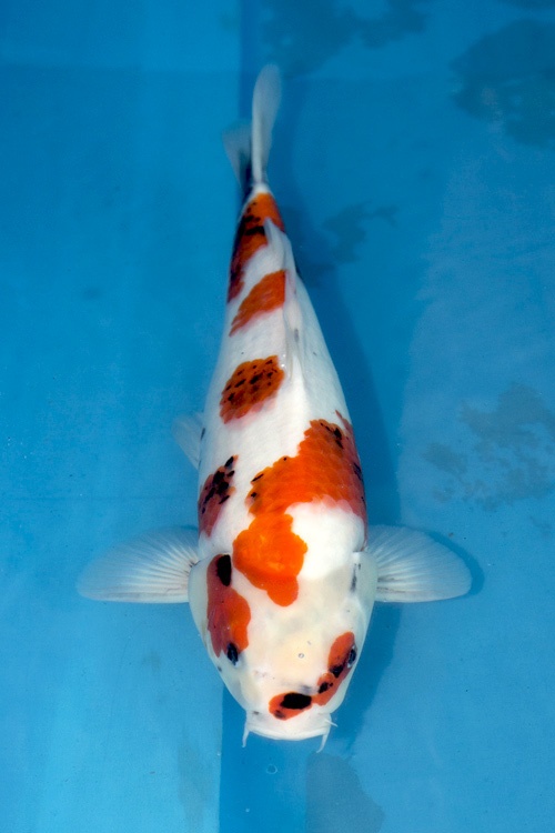 13徐世昭和44cm-female-1.jpg