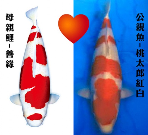 親魚介紹.jpg