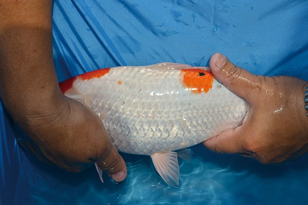 41.永富錦鯉養殖場-04-大正-35公分-母魚-左.jpg