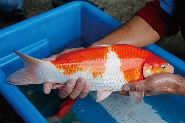 46-1-元大錦鯉園-紅白-40CM-不明.jpg