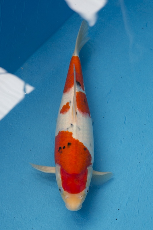 2-00-楓林養魚場-大正-36CM-母-8000.jpg