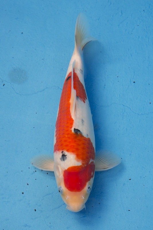 3-0-楓林養魚場-大正-32CM-母-8000.jpg