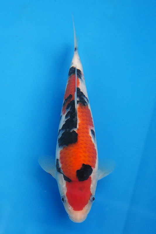 9-0-楓林養魚場-大正-26CM-不明-母魚機率大-10000.jpg