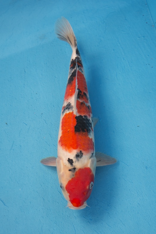 15-0-楓林養魚場-大正-37CM-母-5000.jpg