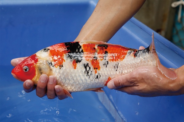 15-3-楓林養魚場-大正-37CM-母.jpg