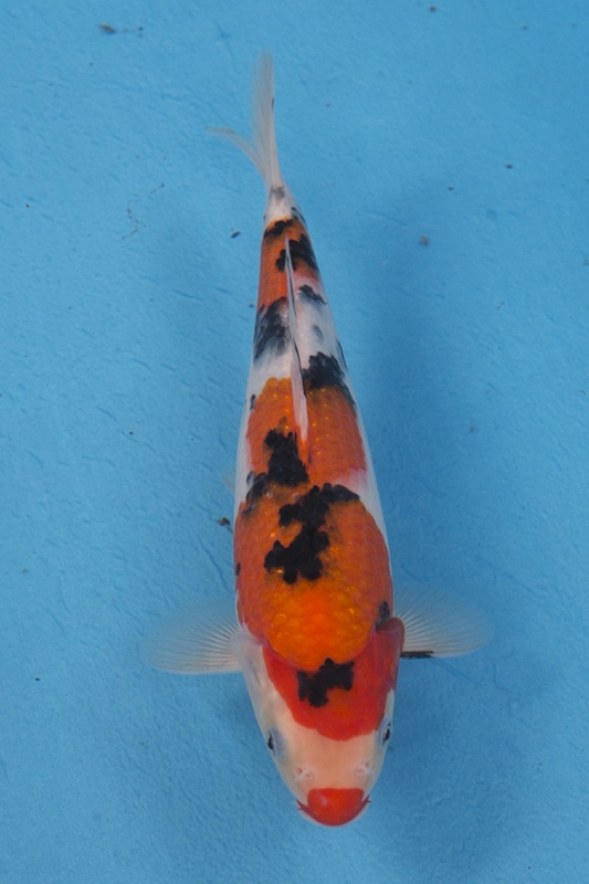 20-0-楓林養魚場-大正-27CM-母-5000.jpg