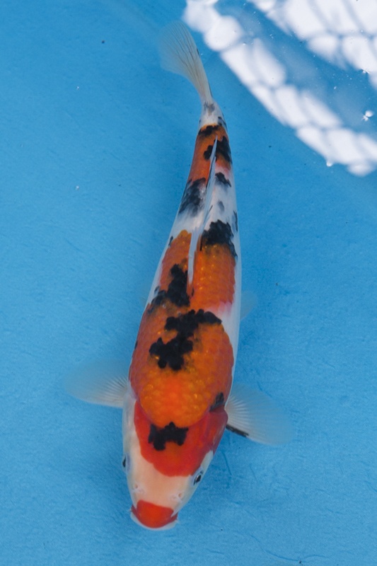 20-01-楓林養魚場-大正-27CM-母-5000.jpg