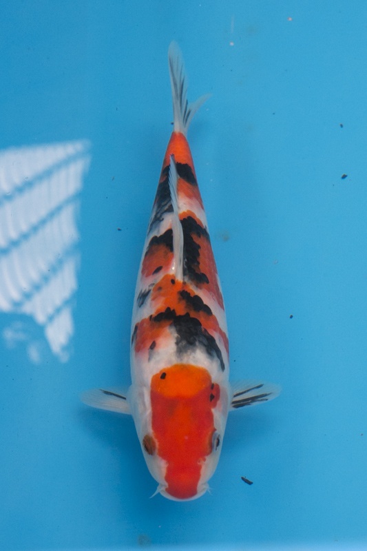 25-0-楓林養魚場-大正-28CM-母-10000.jpg