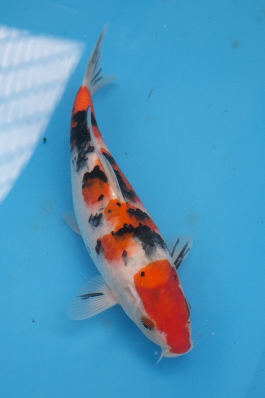 25-01-楓林養魚場-大正-28CM-母-10000.jpg