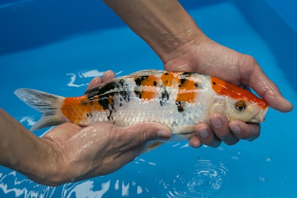 25-3-楓林養魚場-大正-28CM-母-10000.jpg