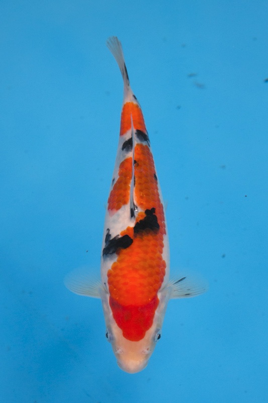 14-0-楓林養魚場-大正-24CM-不明-母魚機率大-8000.jpg