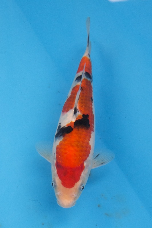 14-01-楓林養魚場-大正-24CM-不明-母魚機率大-8000.jpg