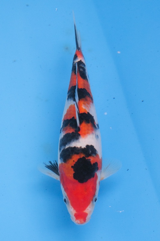 34-0-楓林養魚場-大正-27CM-母魚-8000.jpg