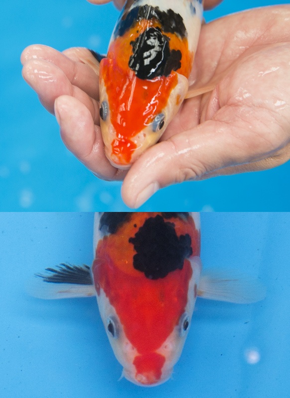 34-01-楓林養魚場-大正-27CM-母魚-8000.jpg