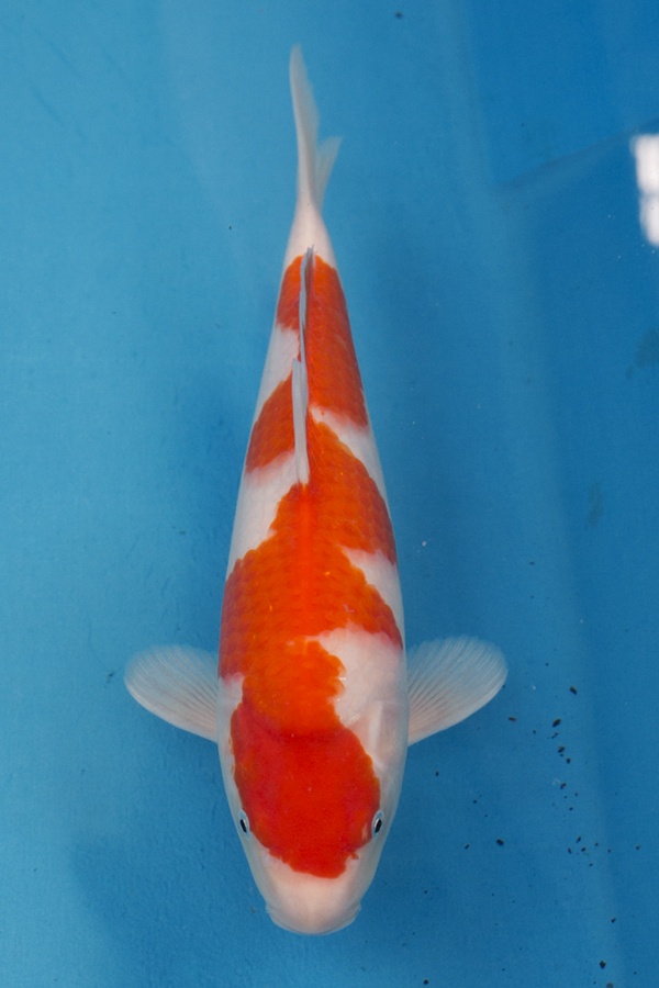 40-0-楓林養魚場-紅白-37CM-母-10000.jpg