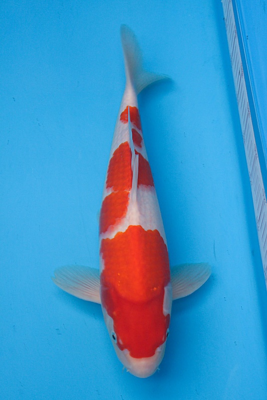 45-0-楓林養魚場-紅白-39cm-不明-8000.jpg