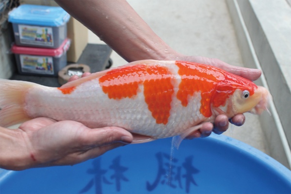 45-3-楓林養魚場-紅白-39cm-不明-8000.jpg