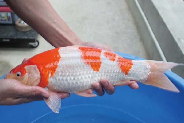 45-2-楓林養魚場-紅白-39cm-不明-8000.jpg