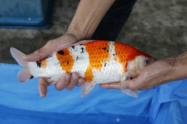 14-3-元大錦鯉園-大正(陰陽手大正)-36CM-不明-3000.jpg