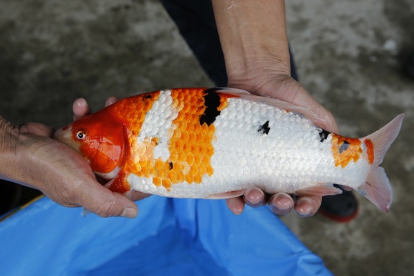 14-4-元大錦鯉園-大正(陰陽手大正)-36CM-不明-3000.jpg