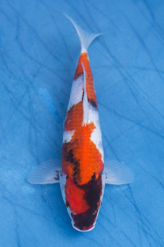 20-桃太郎昭和-26cm--母魚機率高-2.jpg