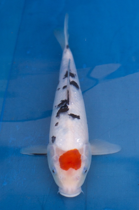 19-單頂三色-33cm-母魚-1.jpg