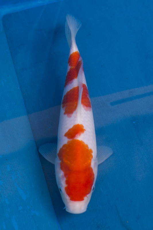 17-桃太郎紅白-24cm-5000-不明-1.jpg