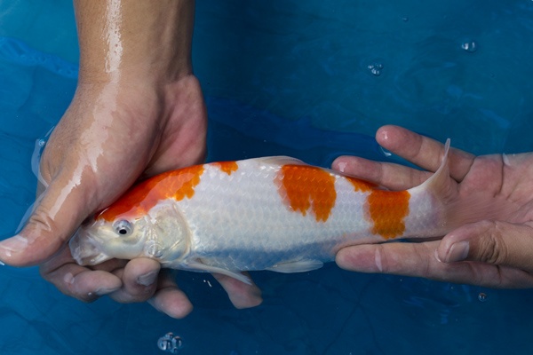 17-桃太郎紅白-24cm-5000-不明-3.jpg