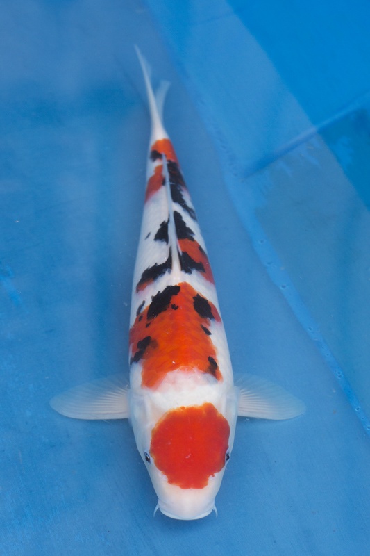 16-自家產大正-43cm--母魚-1.jpg