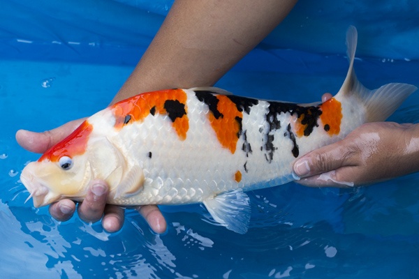 16-自家產大正-43cm--母魚-2.jpg