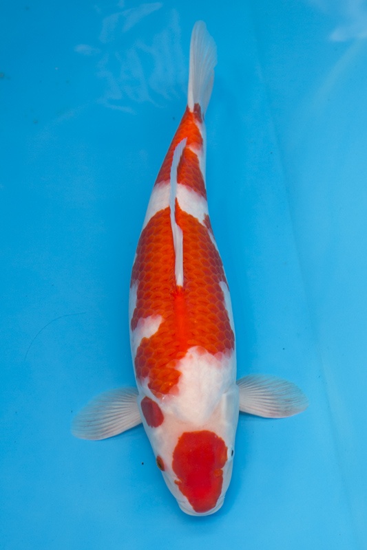 02-紅白-50cm-母魚-1.jpg