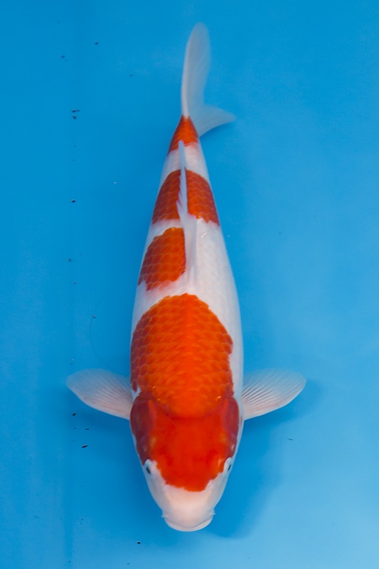 01-紅白-47cm-母魚-1.jpg