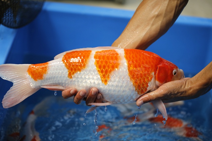 01-紅白-47cm-母魚-2.jpg