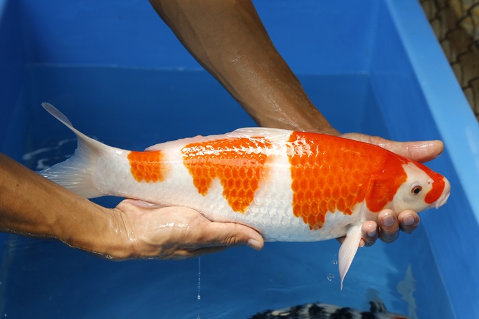 22-紅白-42cm-母魚-3.jpg