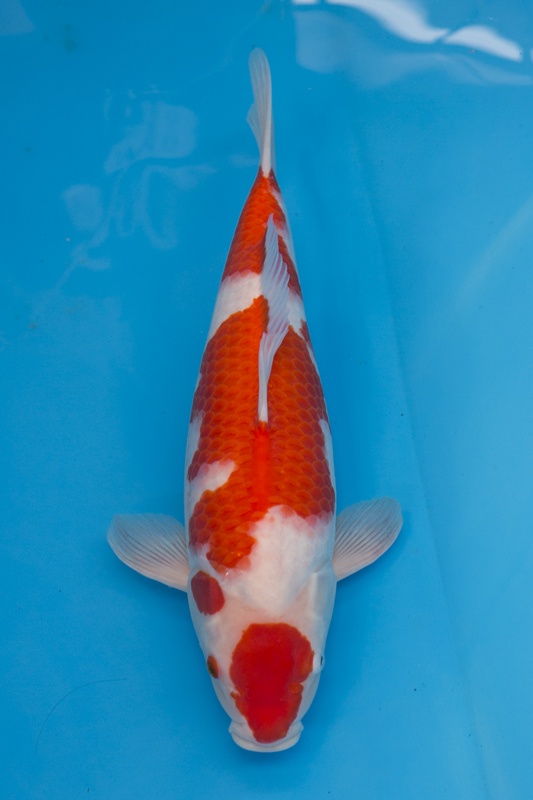 02-紅白-50cm-母魚-2.jpg