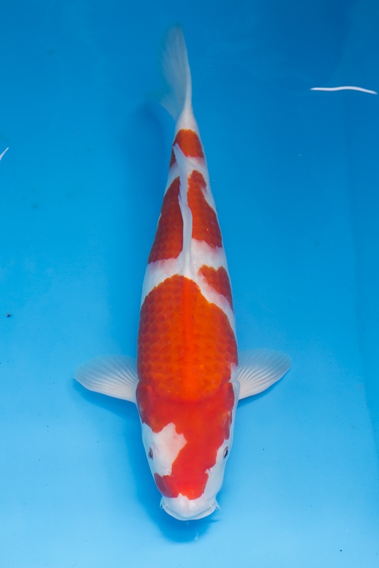 22-紅白-42cm-母魚-1.jpg