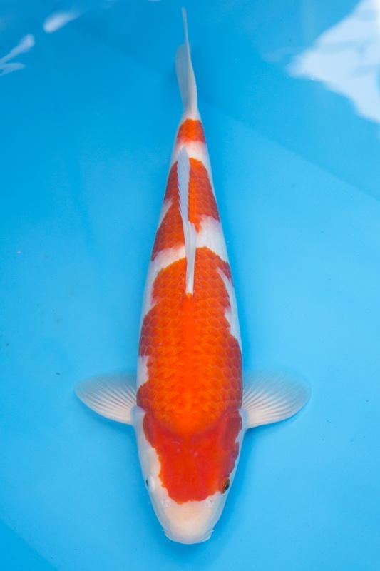 09-紅白-46cm-母魚-1.jpg